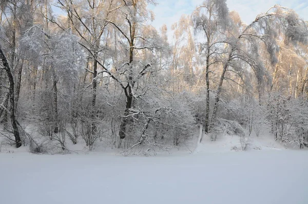Bir harika peri orman Dünya.