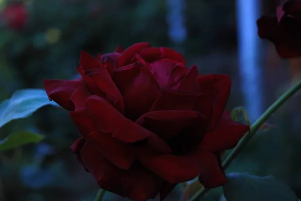 Bu bir çiçek harika peri dünyası.