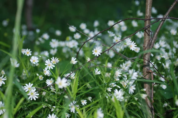 这是一个美妙的花仙世界 — 图库照片