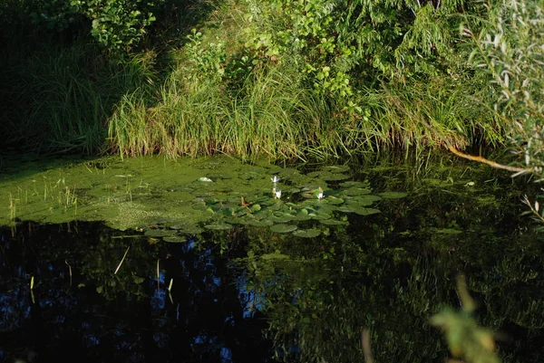 Mukhovets Batı hata sağ kolu olduğunu