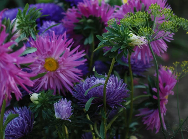 豪华的花园花卉 阿斯特拉科科 — 图库照片
