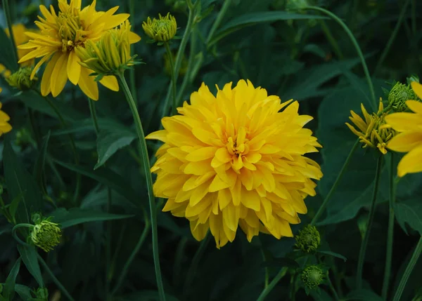 Leuchtend Gelbe Blüten Rudbeckia — Stockfoto
