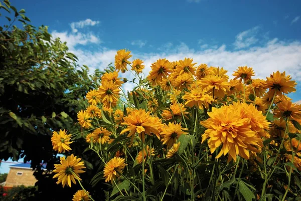 Parlak sarı çiçek rudbeckia