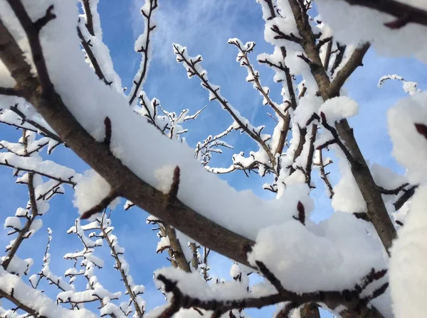 Kış Dünya'ya geldi. Kış kar ormanlar, alanlar, dağlar bir battaniye ile örtülü.