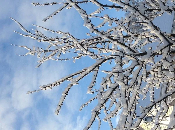 Kış Dünya'ya geldi. Kış kar ormanlar, alanlar, dağlar bir battaniye ile örtülü.