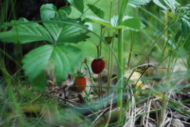 Yabani çilek lezzetli ve çok yararlı kırmızı dut olduğunu