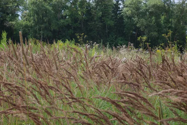 Rusya'nın güzel bir doğa.