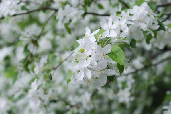 Rusya'nın güzel çiçeklerle.
