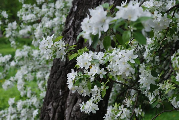 Rusya'nın güzel çiçeklerle.