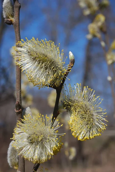 bahar. Brook. damla. sıcak.