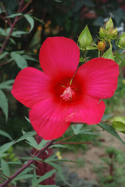 Floresta Rica Não Árvores Arbustos Mas Também Flores Floresta Flores — Fotografia de Stock