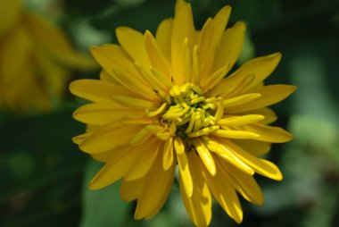 Rusya'nın bahçe çiçek