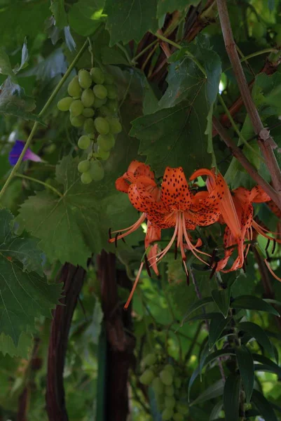 Rusya'nın bahçe çiçek