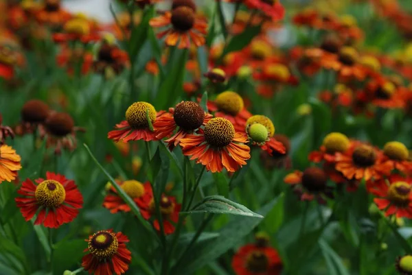 Rusya'nın bahçe çiçek