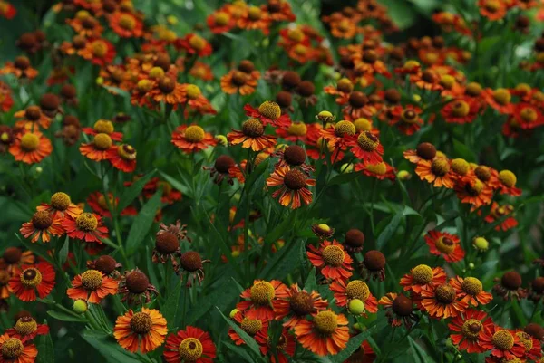 Garden Flower Russia — Stock Photo, Image
