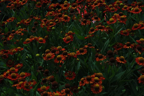 Uyuşturucu-ot zehirli bir bitkidir