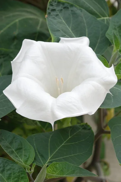 Uyuşturucu-ot zehirli bir bitkidir