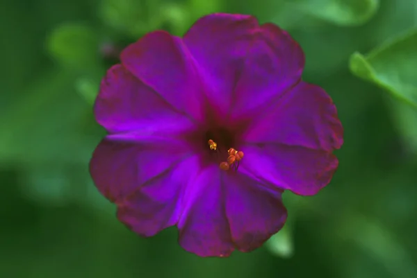 Rusya'nın bahçe çiçek