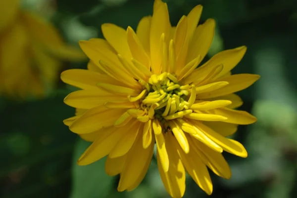 Rusya'nın bahçe çiçek