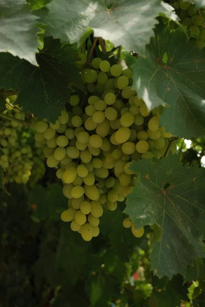 Üzüm üzüm ailesine ait çalı tırmanma uzun ömürlü olduğunu