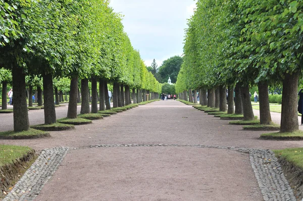 Peterhof parklar ve çeşmeler bir kasaba
