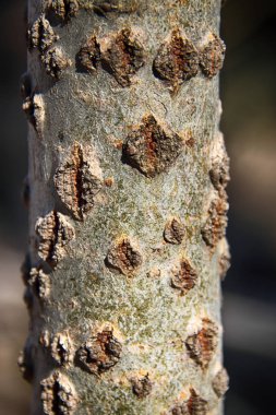 Genç kavak (Populus tremula L.) kabuk ile açıkça lenticels bahar ormandaki ifade