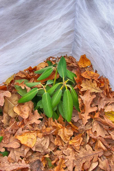 Tarõmõn yak ormangülü (Rhododendron yakushimanum 'Fantastica') Kuru meşe yaprakları ile Birinindaha ve sonbahar bahçedeki dondan spunbond kapak ile korunuyor