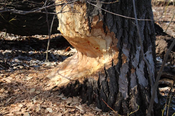 Kara kavak (Populus nigra) bahar Avrasya kunduz (Castor fiber) tarafından kemirilmiş Nehri sular altında. 