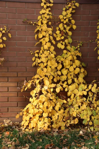 Ortanca (Hydrangea petiolaris) sonbahar bahçedeki tuğla çit, sonbahar yaprakları ile tırmanma Tarõmõn 