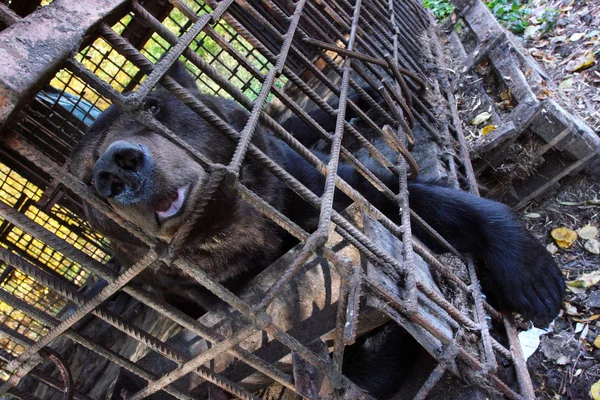 Бурый медведь (Ursus arctos L.) заключен в клетку — стоковое фото