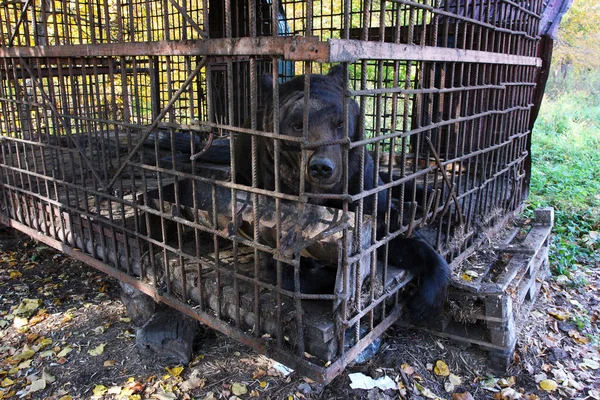 Kahverengi bir kafes içinde hapis ayı (Ursus arctos L.)