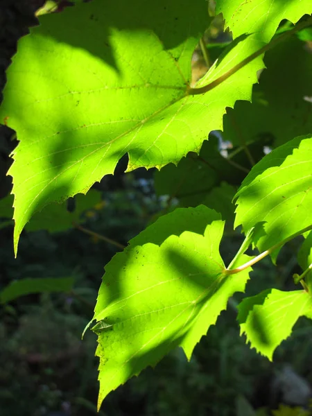 Ibrido Vitis Izabella Vitis Labrusca Vitis Vinifera Parte Nel Soleggiato — Foto Stock