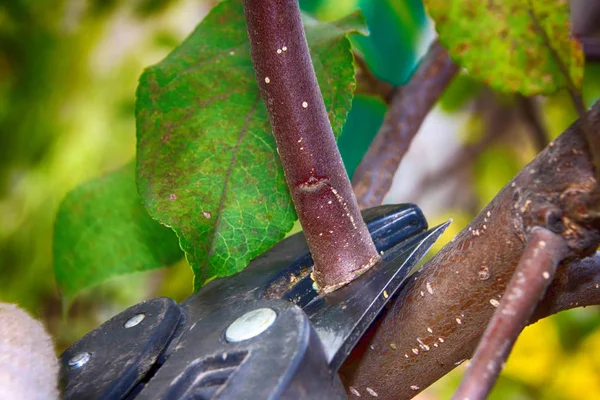 Sonbahar Bahçe Bahçe secateurs ile bir genç elma ağacı budama