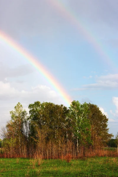 Rainbow over the small spring forest
