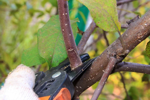 Sonbahar Bahçe Bahçe secateurs ile bir genç elma ağacı budama