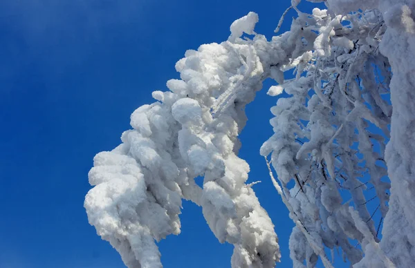 Mavi bir gökyüzü güneşli bir günde ağaç dalları üzerinde hoarfrost