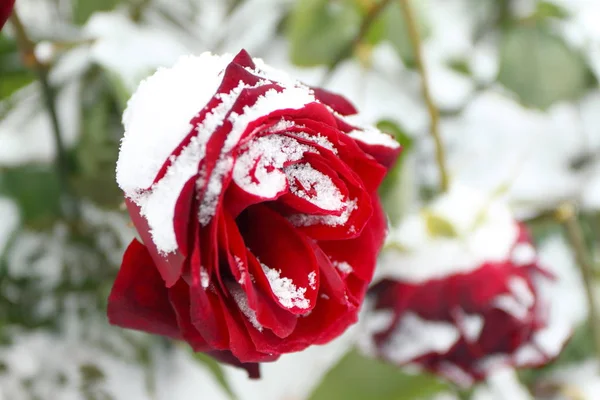 Rosa Vermelha Coberta Neve Jardim Inverno — Fotografia de Stock