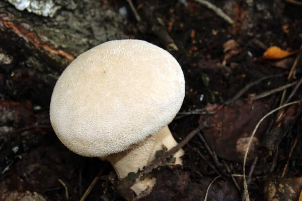 Kurtmantarı (Lycoperdon sp.) sonbahar ormandaki