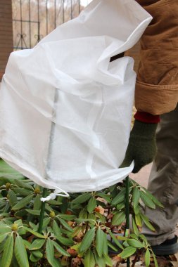 Kadın bahçıvanın çeşidinde Tibet sığırı ormangülü (Rhododendron yakushimanum 'Fantastica') kapsayan sonbahar bahçedeki dondan spunbond kapaklı eller