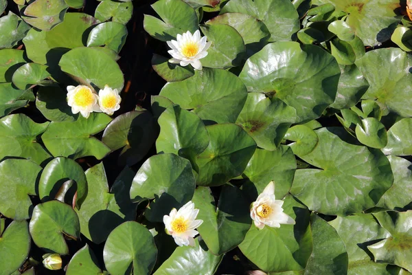Avrupa Beyaz Nilüfer (Nymphaea alba L.) havuzda çiçeklenme