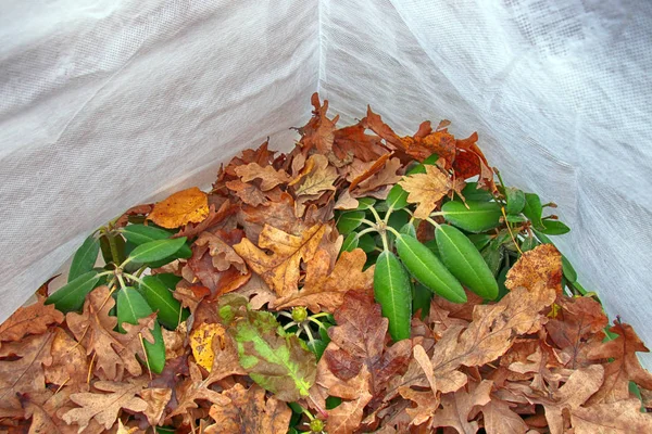 Tarõmõn yak ormangülü (Rhododendron yakushimanum 'Fantastica') Kuru meşe yaprakları ile Birinindaha ve sonbahar bahçedeki dondan spunbond kapak ile korunuyor