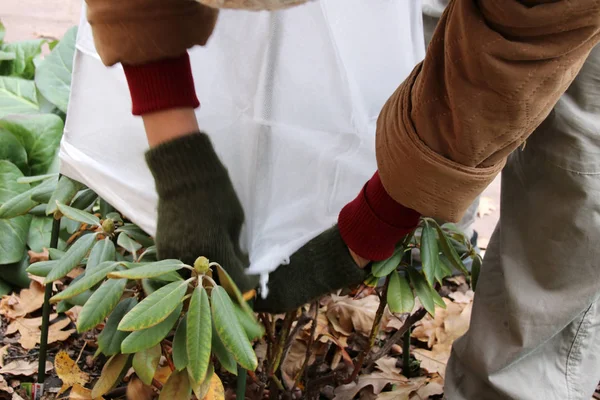 Kadın bahçıvanın çeşidinde Tibet sığırı ormangülü (Rhododendron yakushimanum 'Fantastica') kapsayan sonbahar bahçedeki dondan spunbond kapaklı eller
