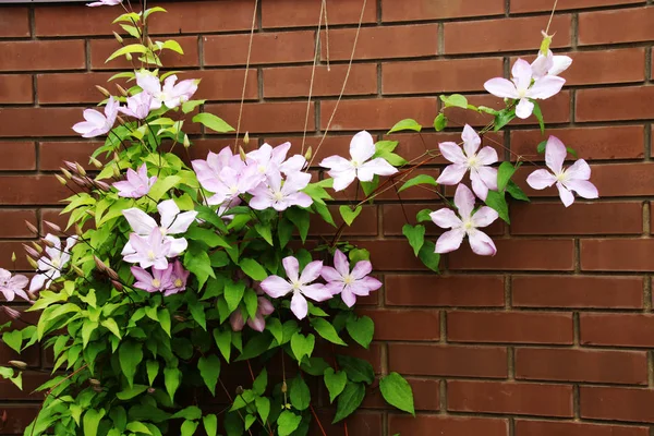 Yaz bahçesinde çiçek açan hibrid çiçekleri Jackmans akasma (Clematis x jackmanii)