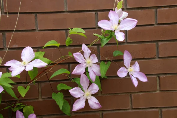 Yaz bahçesinde çiçek açan hibrid çiçekleri Jackmans akasma (Clematis x jackmanii)