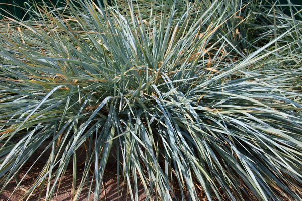 Cultivar Blue Lyme Grass Leymus Arenarius Hochst Summer Garden — Stock Photo, Image