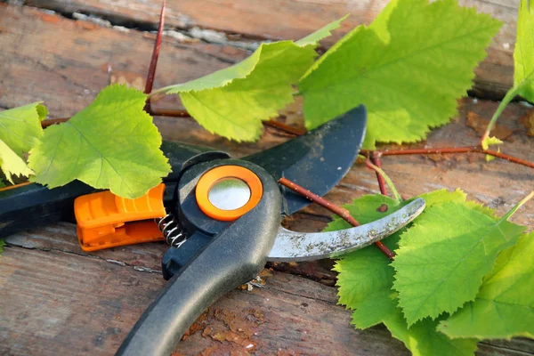Bahçe secateurs ve kesim alıç dalları yaz bahçesinde