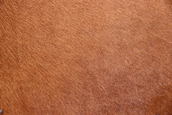 Canlı doğurmak inek yan kürk deri makro