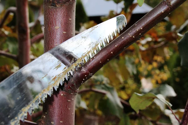 Aserrado de una rama de manzana con una sierra de hacksaw jardín en el jardín de otoño Fotos De Stock