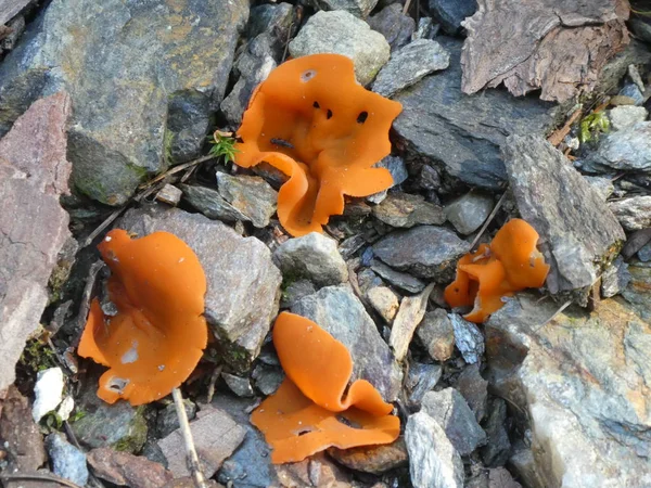 orange fairy Cup mushroom in the forest