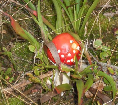 sinek agaric mantar kırmızı sonbahar ormanında beyaz noktalı